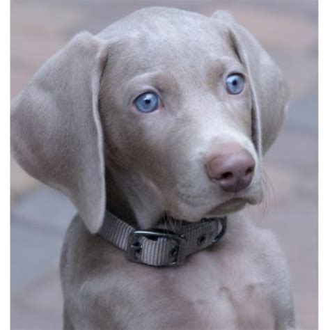 weimaraner for sale florida|blue weimaraner puppies for free.